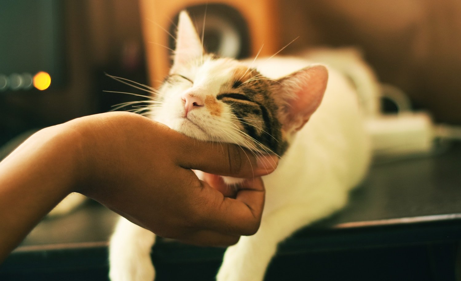 L’amour et l’attention des Haïtiens pour leurs animaux de compagnie : un témoignage de compassion